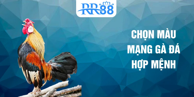 Chọn màu mạng gà đá hợp mệnh