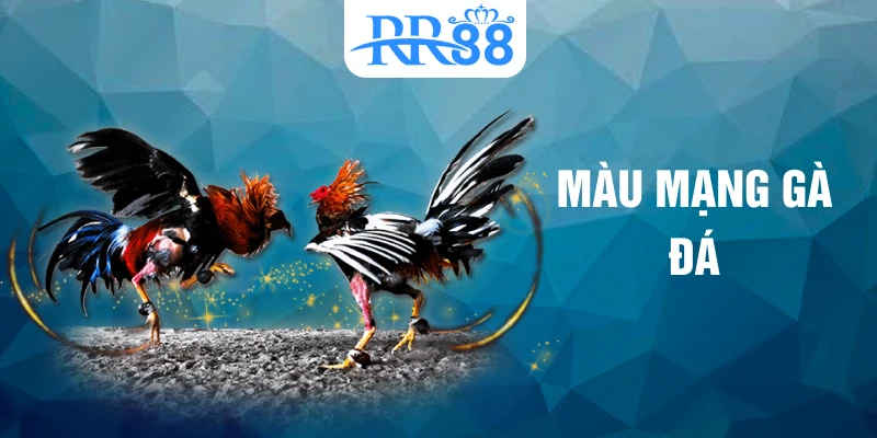 màu mạng gà đá